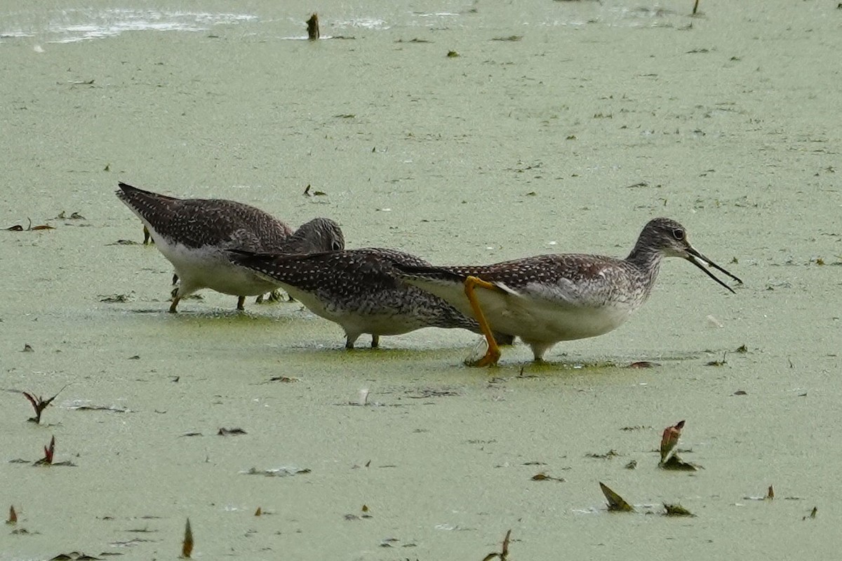 Greater Yellowlegs - ML643994679