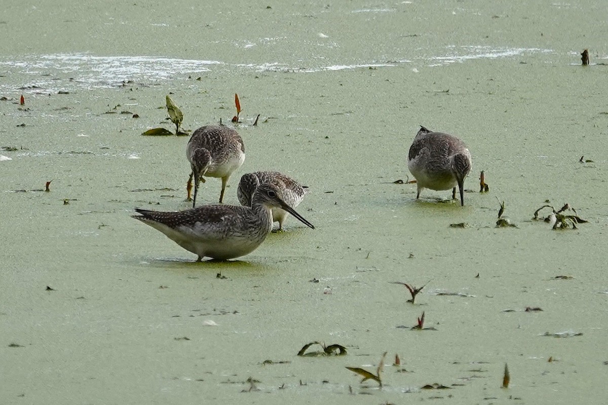 Greater Yellowlegs - ML643994680