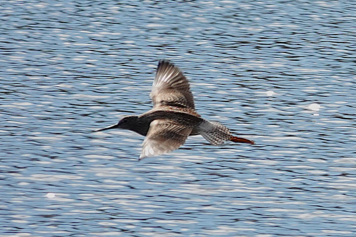 Greater Yellowlegs - ML643994681