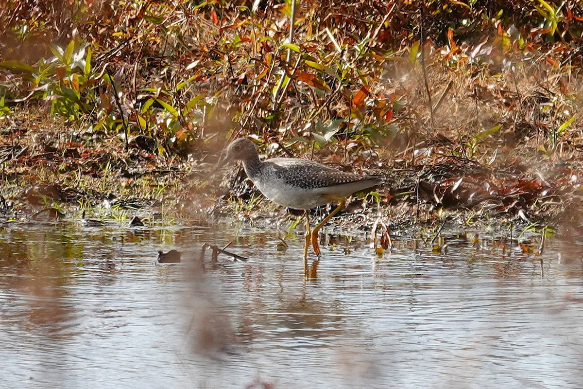 Greater Yellowlegs - ML643994682