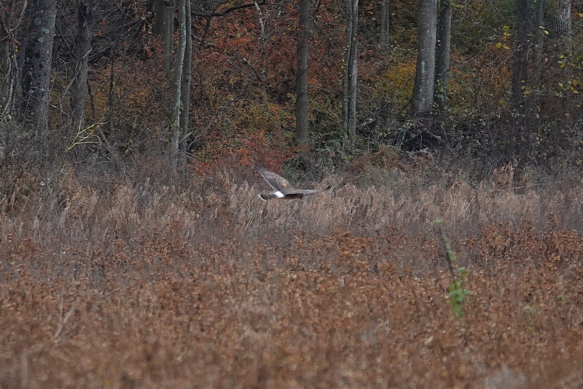 Northern Harrier - ML643994696