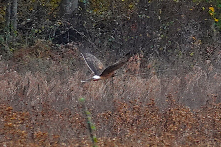 Northern Harrier - ML643994697