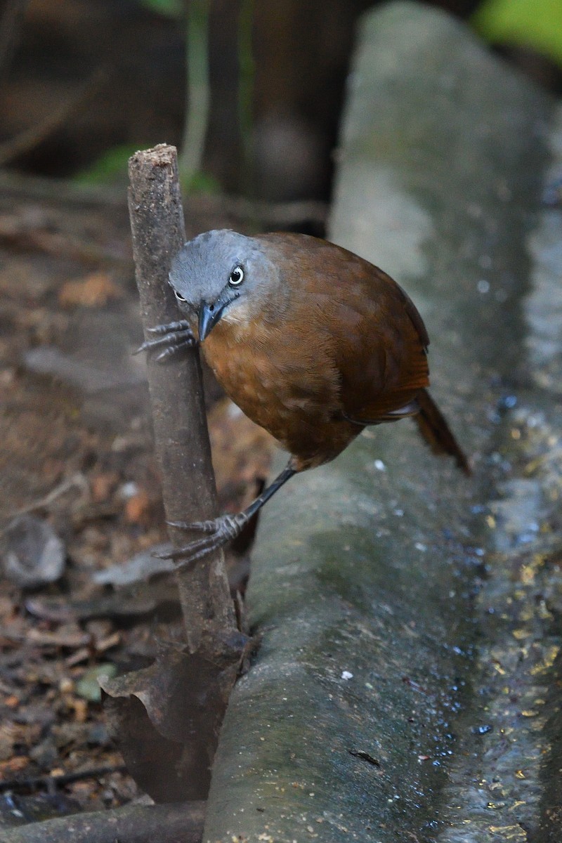 Ashy-headed Laughingthrush - ML643994705