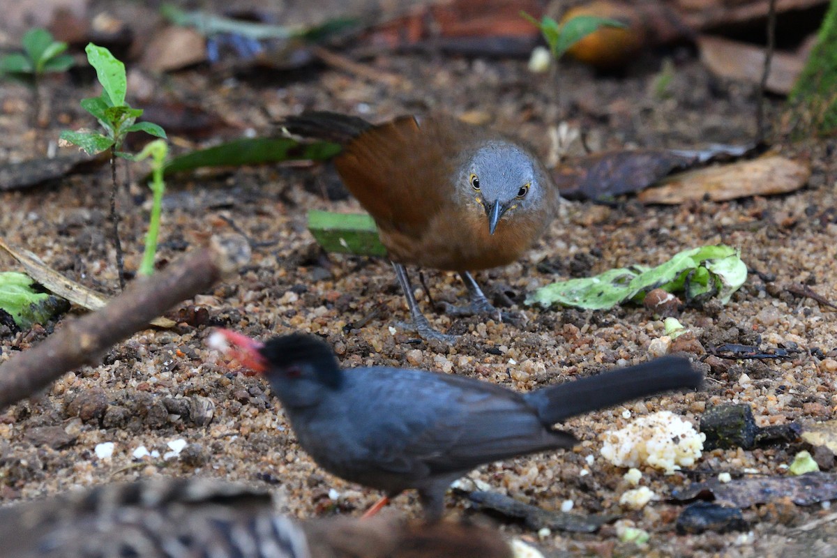 Ashy-headed Laughingthrush - ML643994706