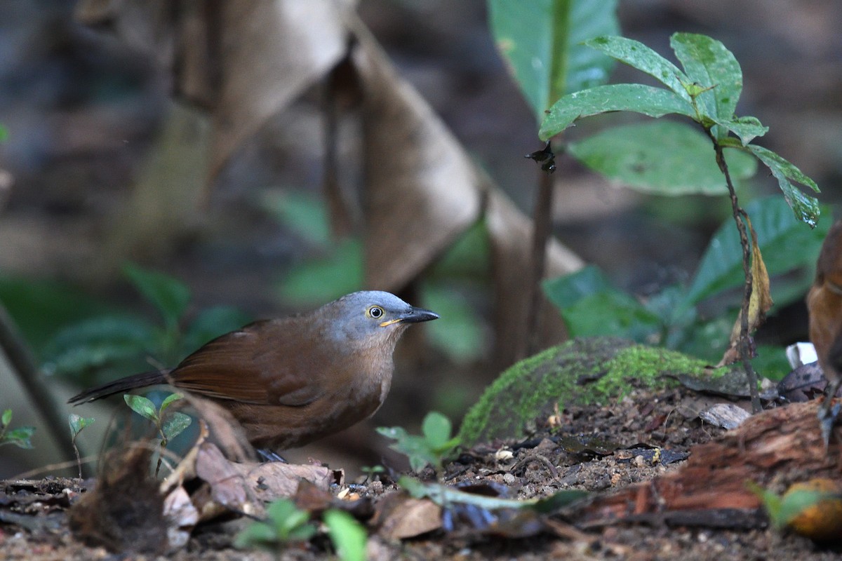Ashy-headed Laughingthrush - ML643994707