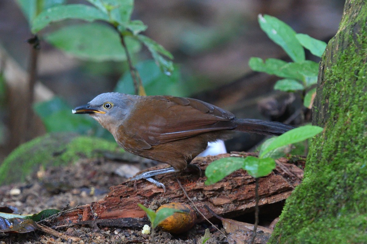 Ashy-headed Laughingthrush - ML643994708