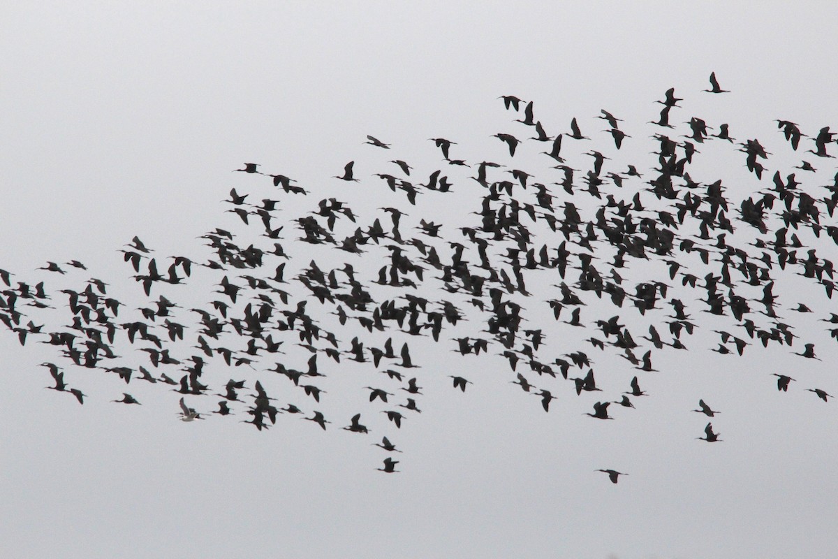 ブロンズトキ - ML643994721