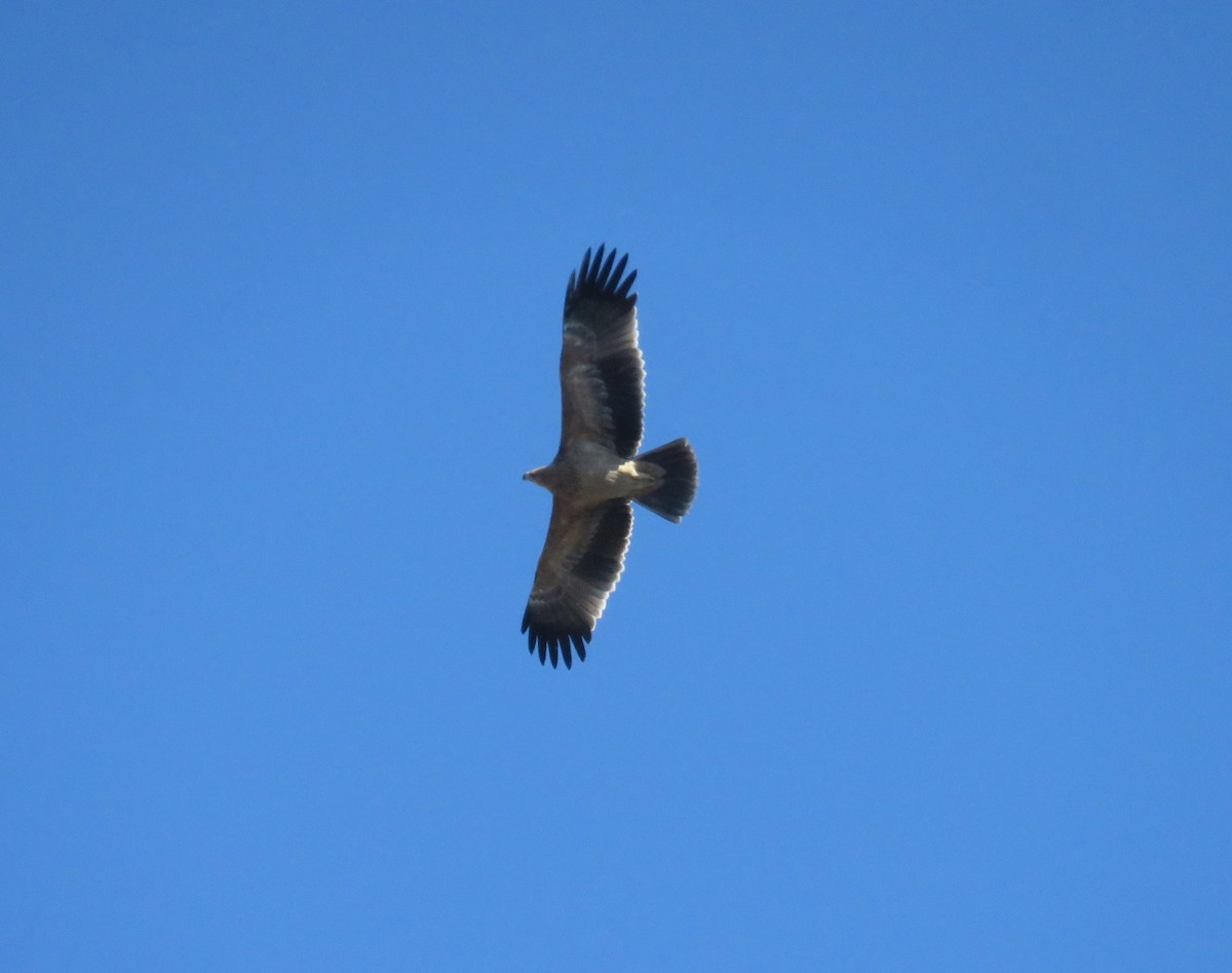 ニシカタジロワシ - ML643994725