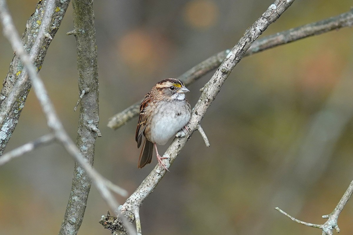 White-throated Sparrow - ML643994731