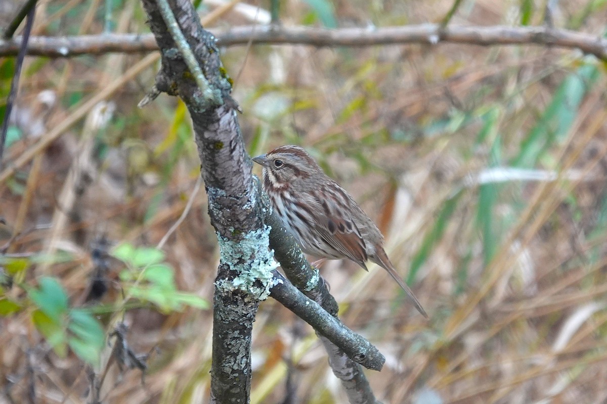 Song Sparrow - ML643994742