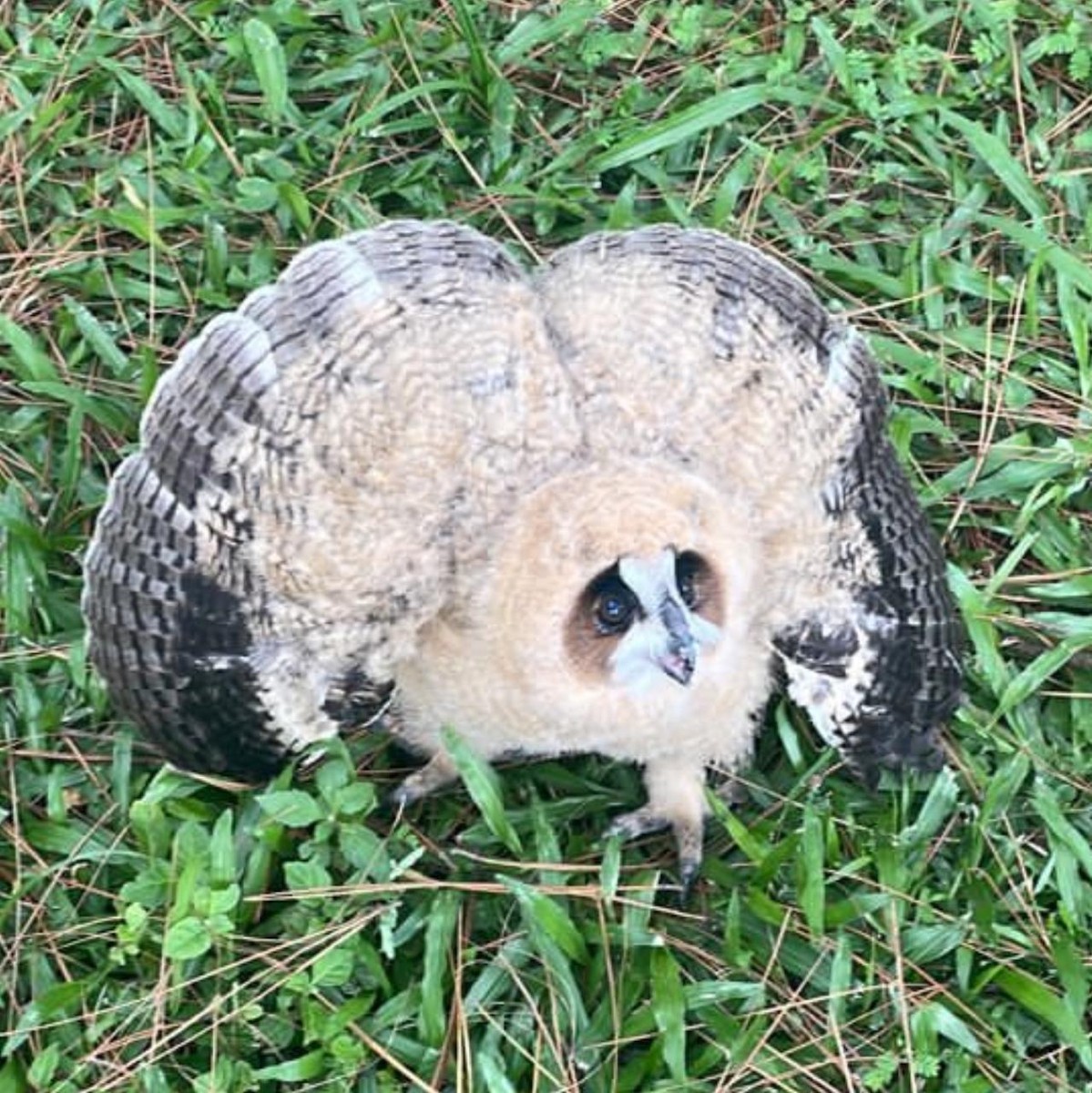 Striped Owl - ML643994743