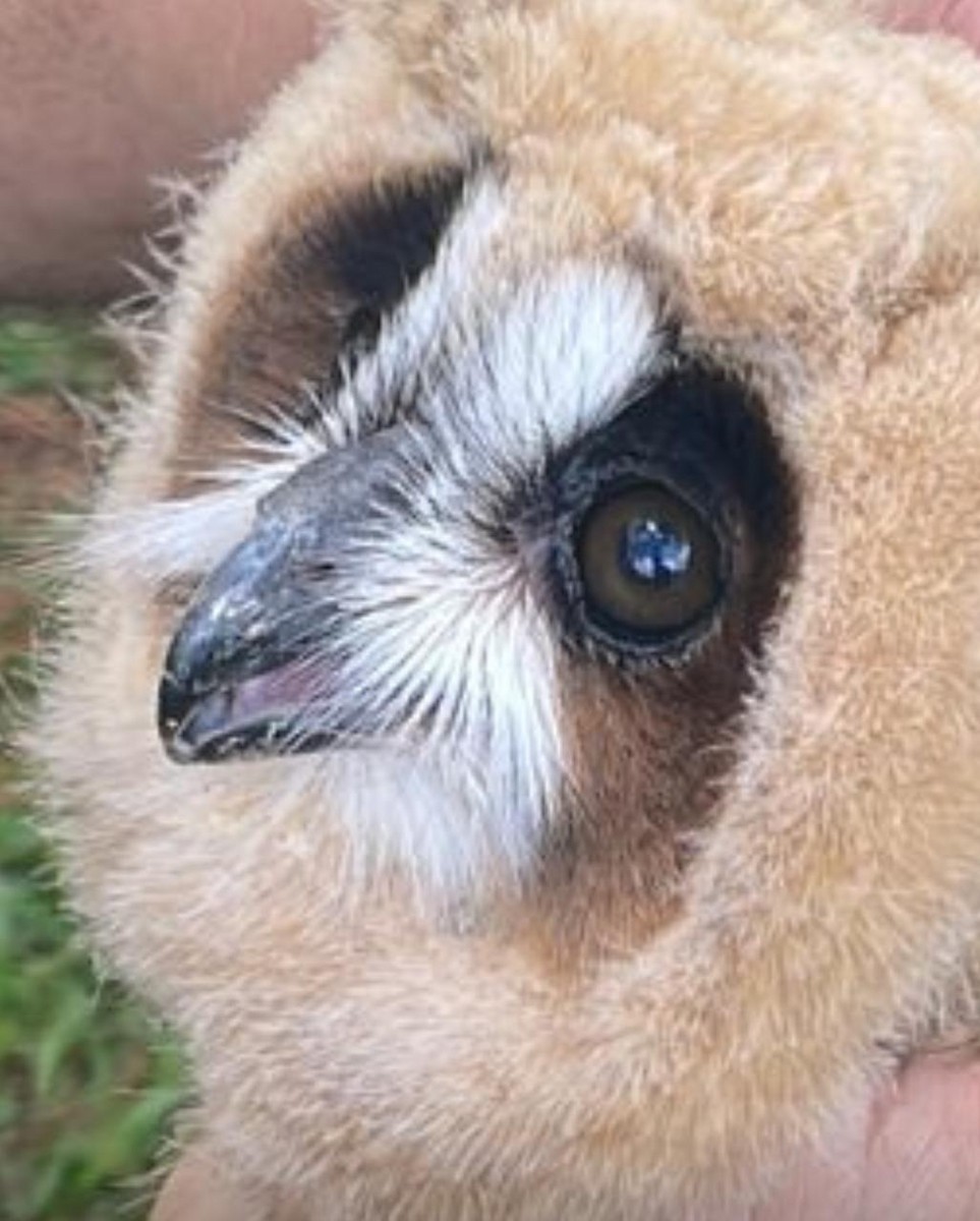 Striped Owl - ML643994744