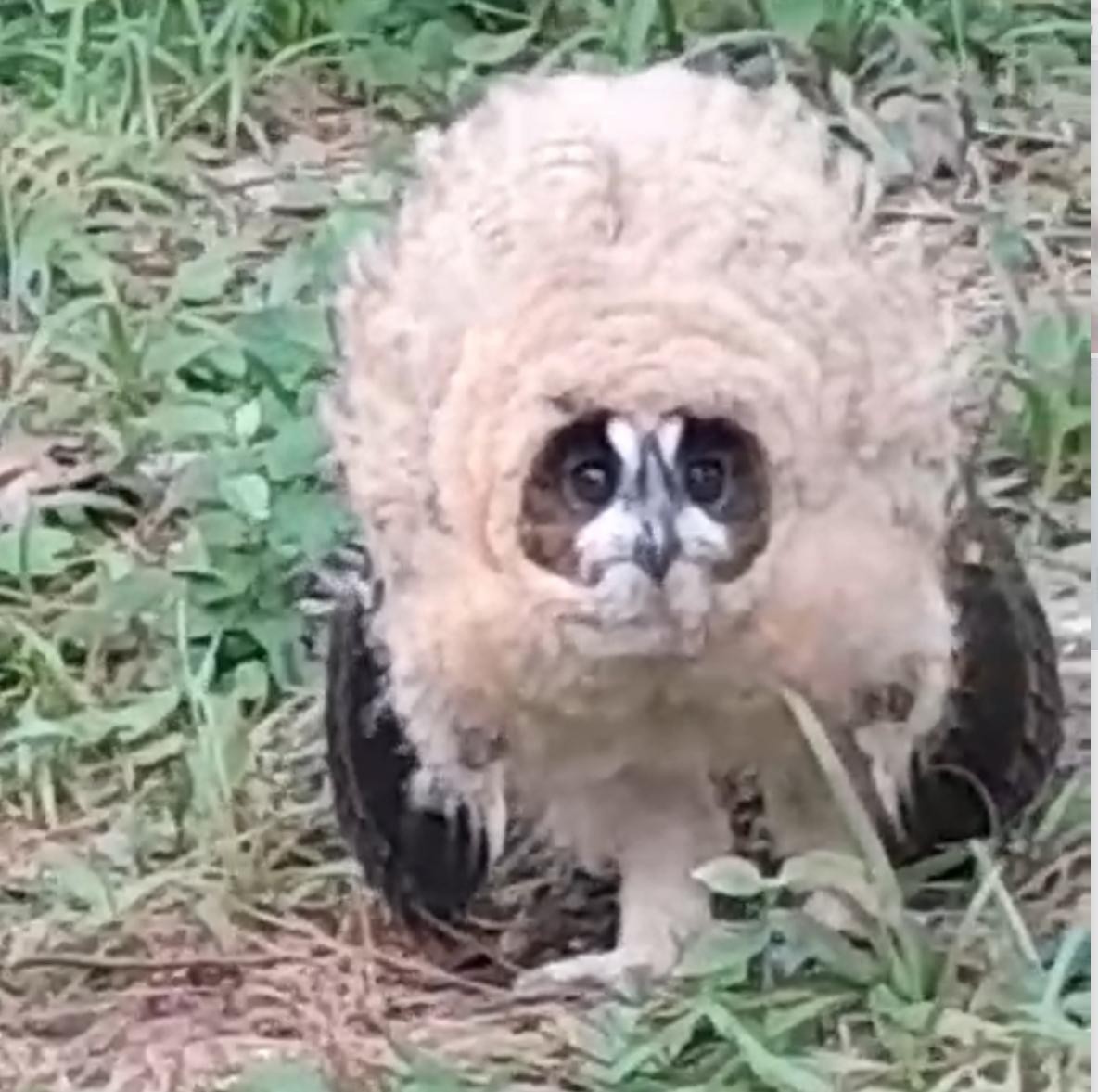 Striped Owl - ML643994745