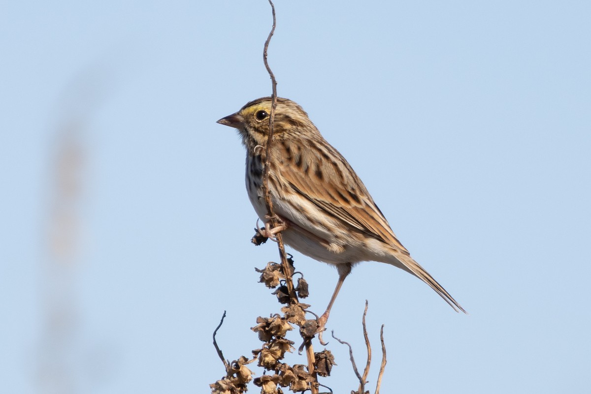 Savannah Sparrow - ML643994747