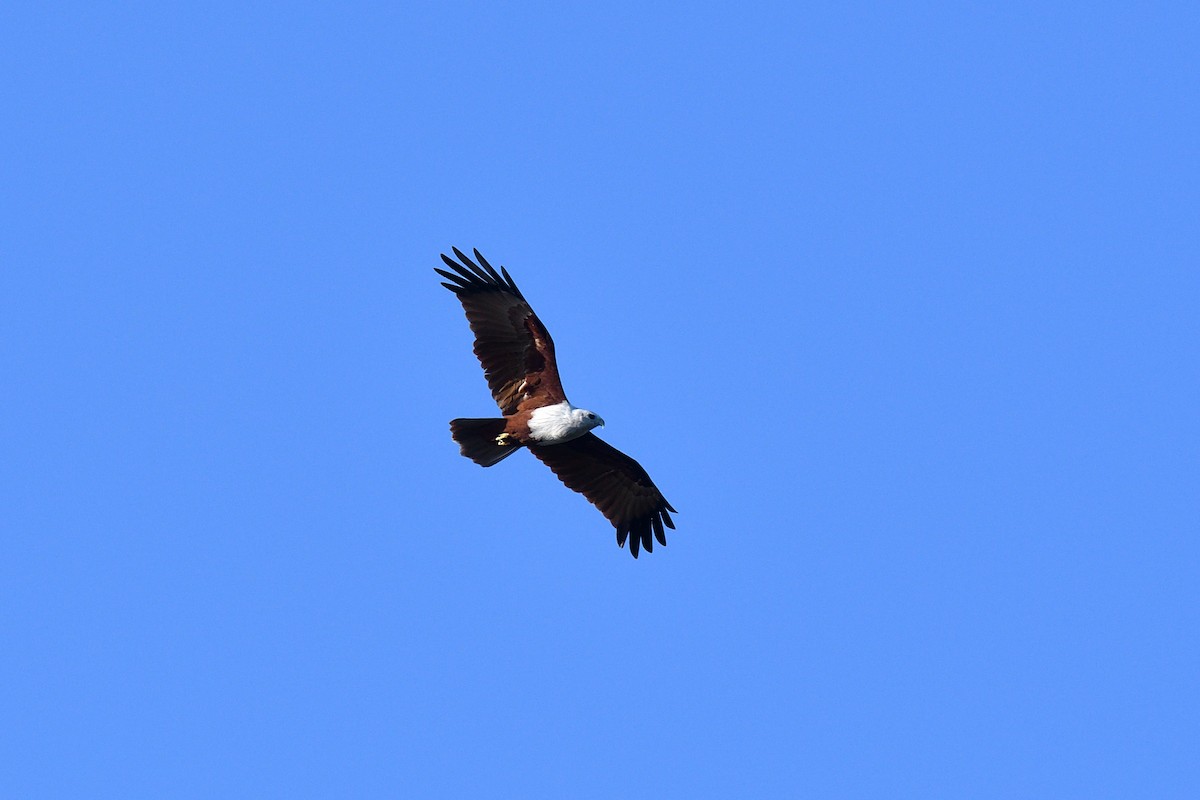 Brahminy Kite - ML643994751