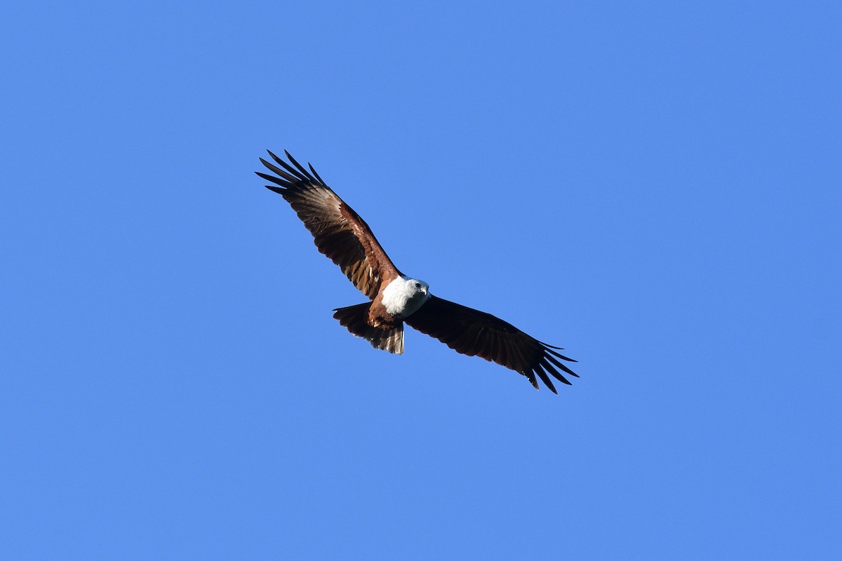 Brahminy Kite - ML643994752