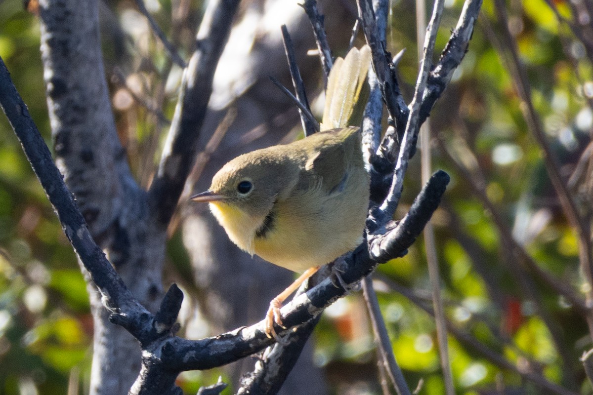 Common Yellowthroat - ML643994766