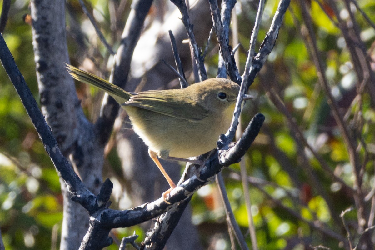 Common Yellowthroat - ML643994768