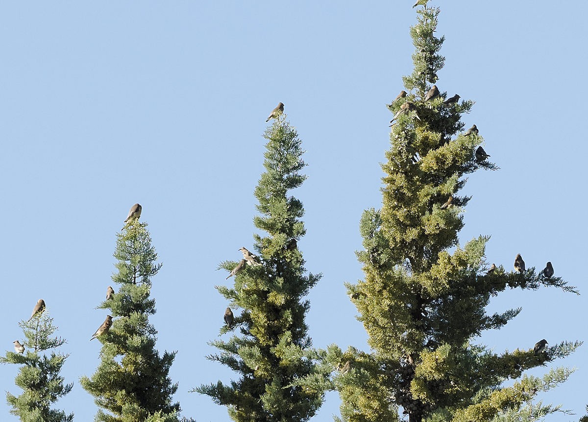 einersidensvans - ML643994774