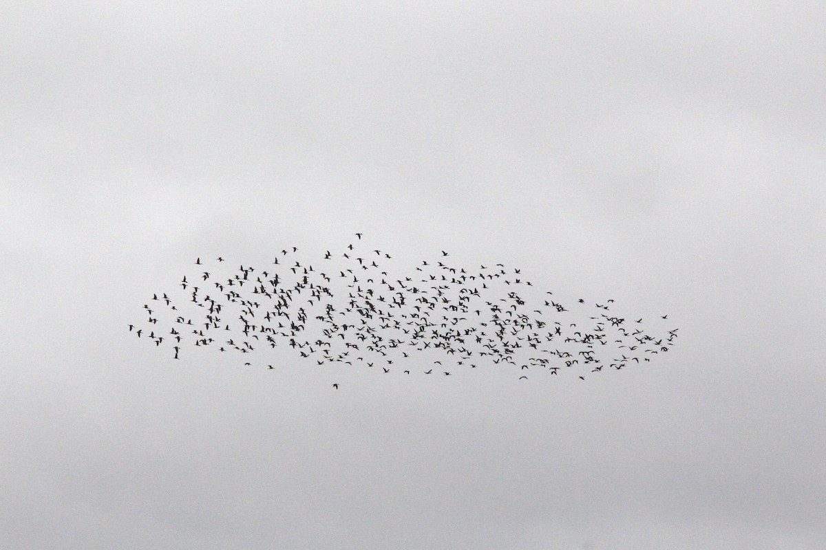 ブロンズトキ - ML643994775