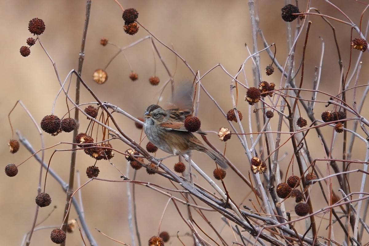 Swamp Sparrow - ML643994777