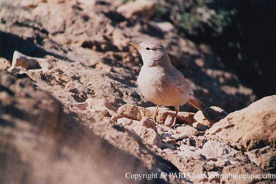 Bar-tailed Lark - ML643994781