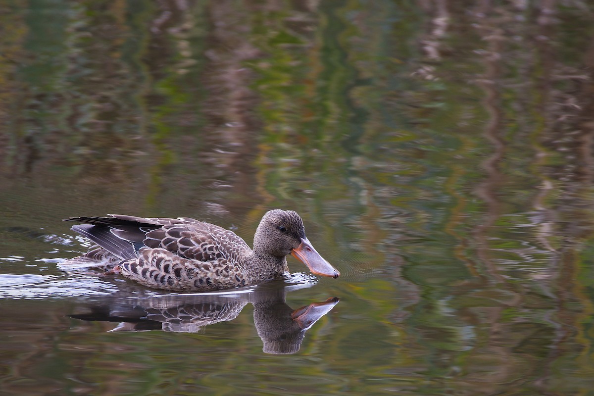Canard souchet - ML643994785
