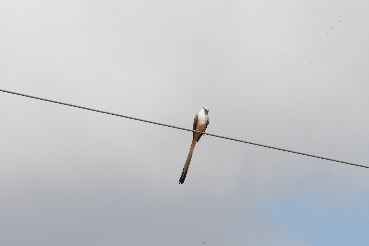 Scissor-tailed Flycatcher - ML643994787