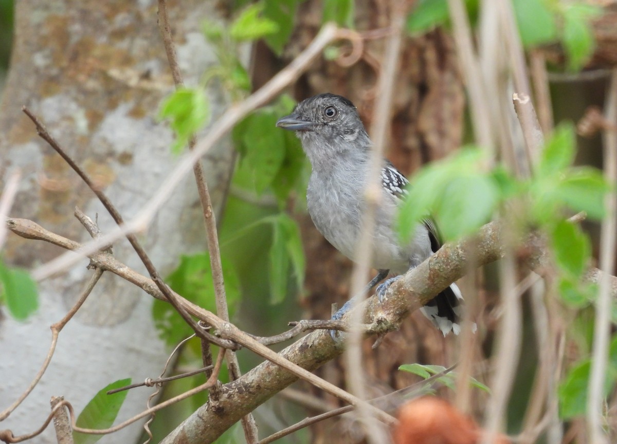 Bolivian Slaty-Antshrike - ML643994792