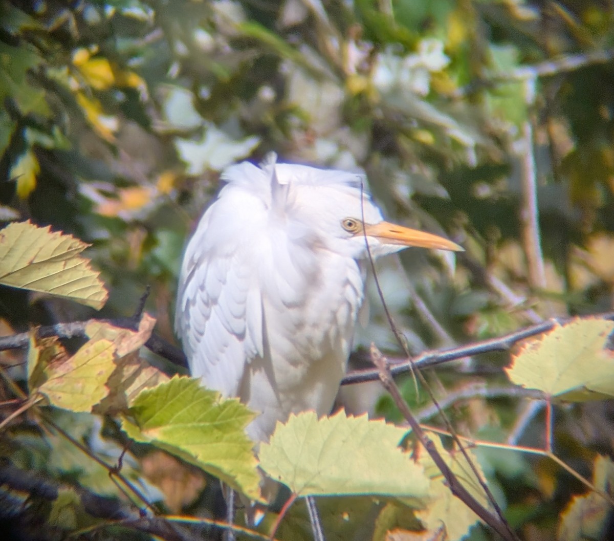 Airone guardabuoi - ML643994803