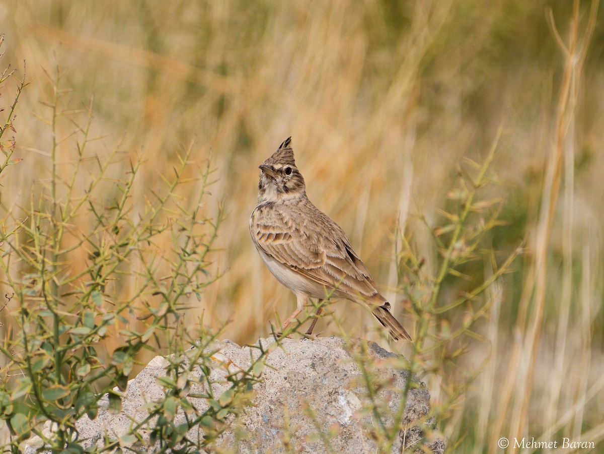 Crested Lark - ML643994805