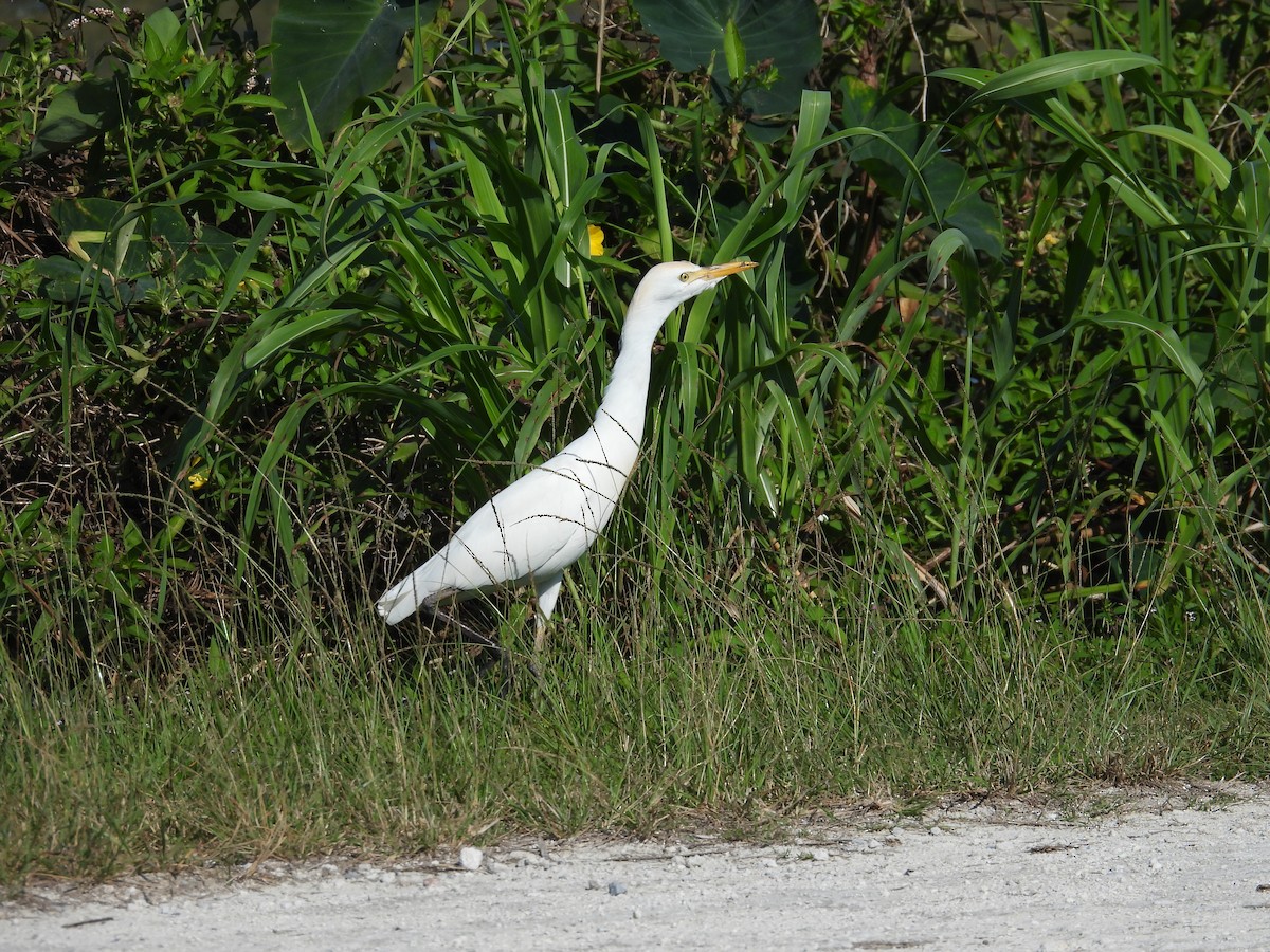 ニシアマサギ - ML643994810