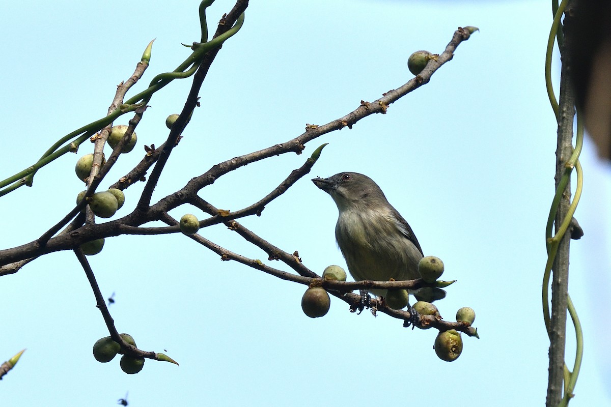 ハシブトハナドリ（agilis/zeylonica） - ML643994818