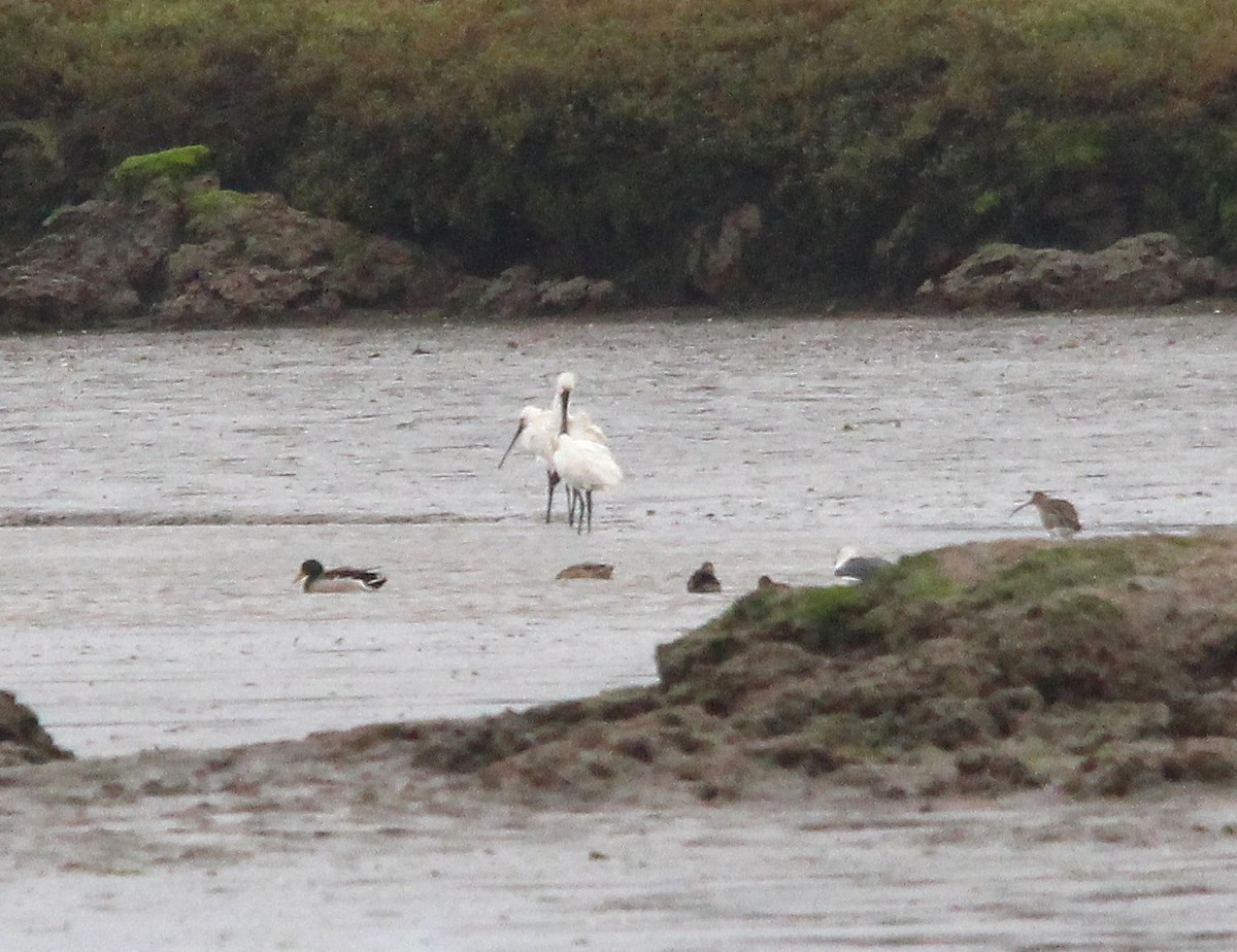 ヘラサギ - ML643994831