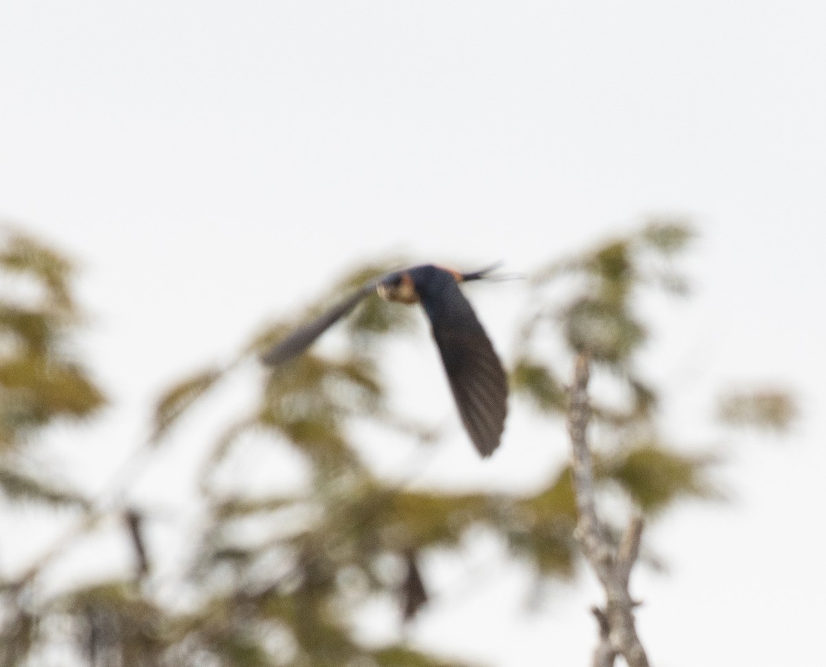 Mosque Swallow - ML643994838