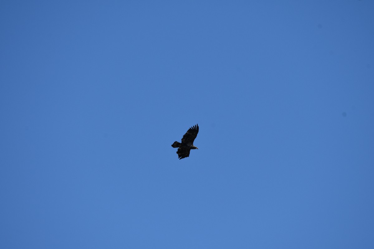 Bald Eagle - ML643994839