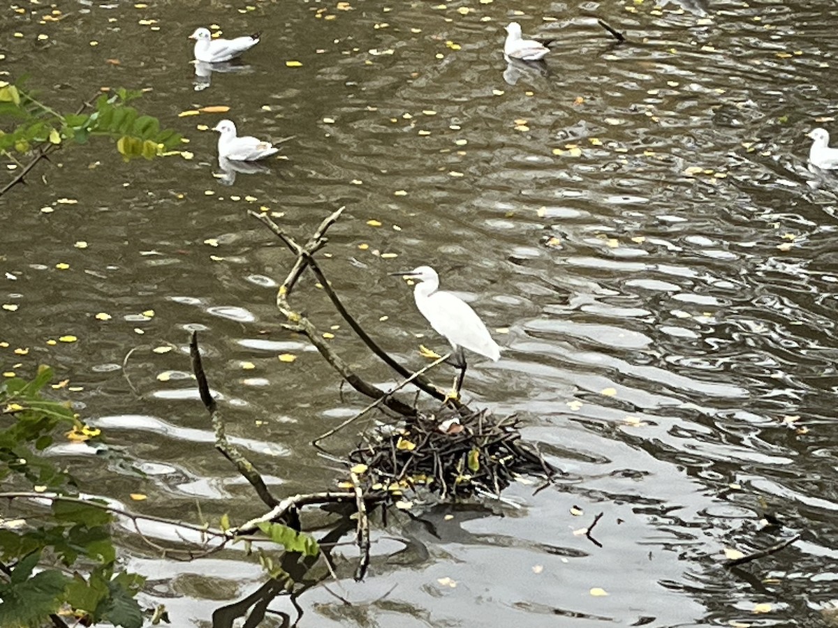 Little Egret - ML643994840