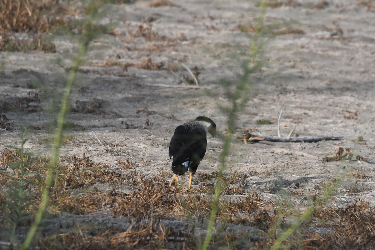 Crested Caracara - ML643994844