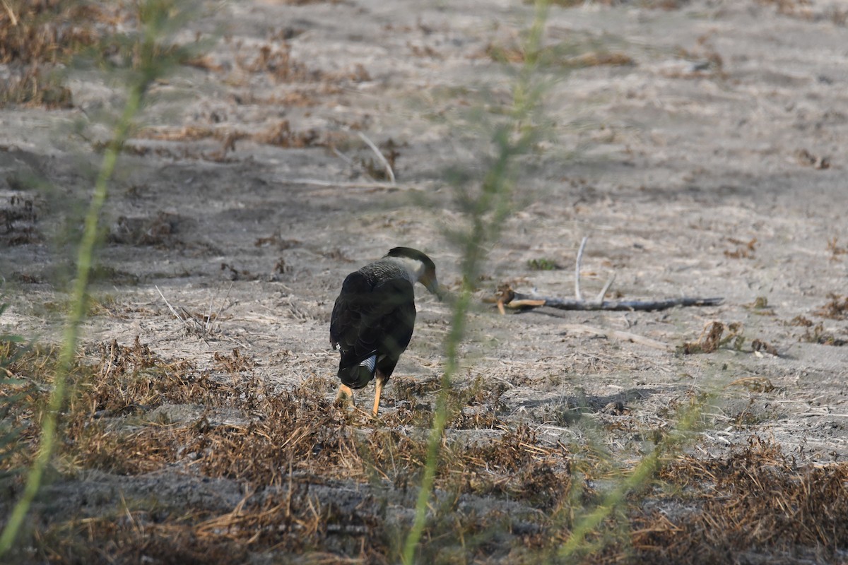 Crested Caracara - ML643994845