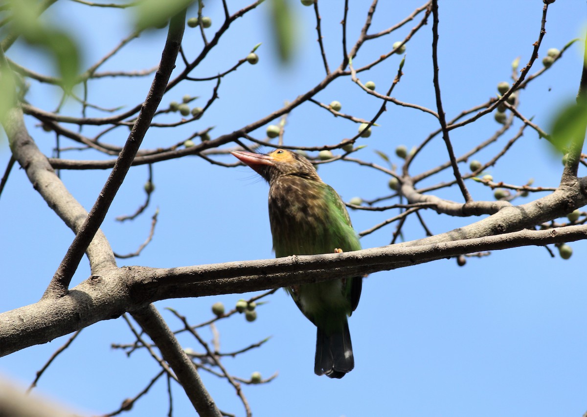 Brown-headed Barbet - ML643994854