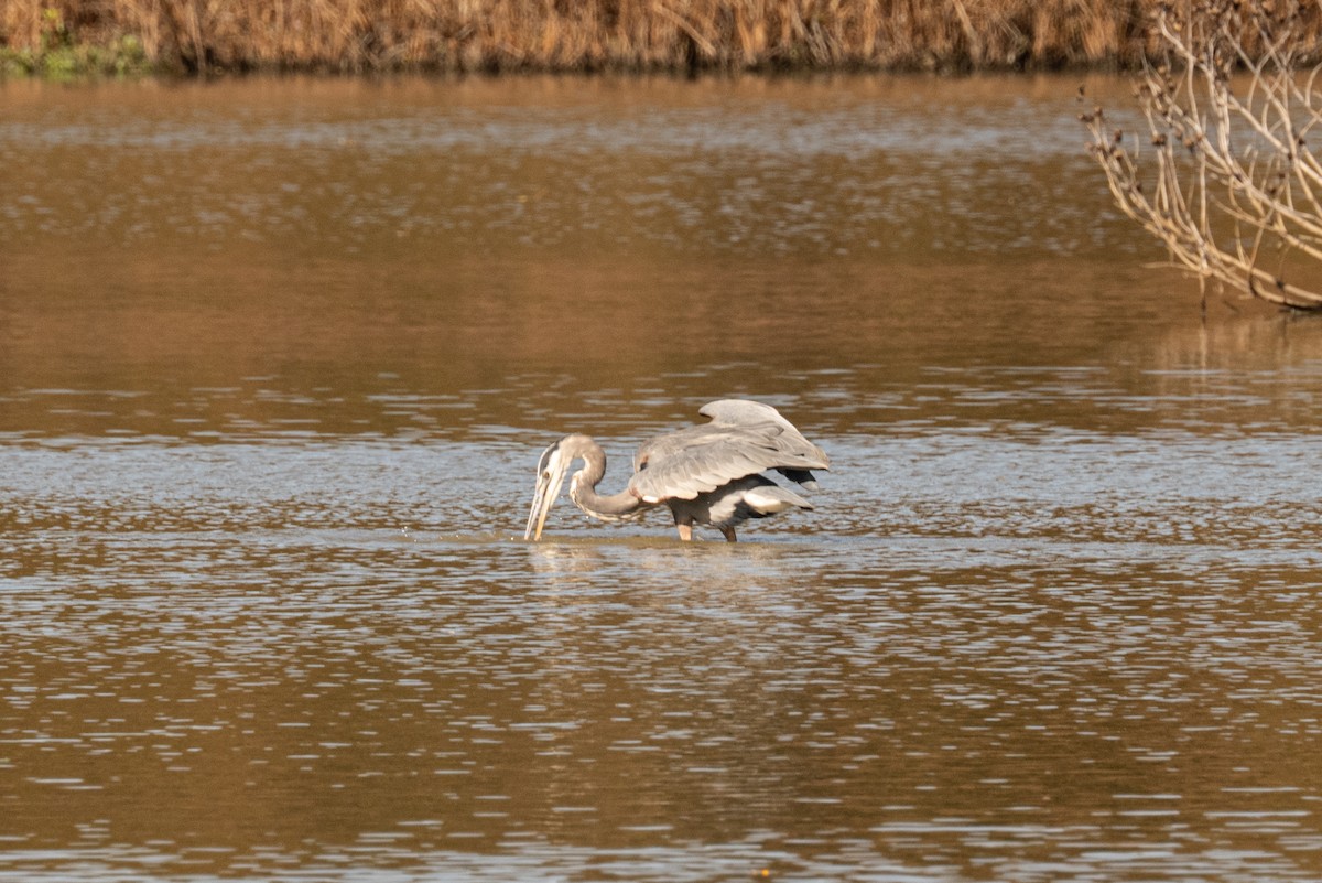 Grand Héron - ML643994864