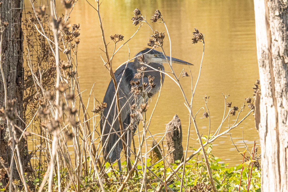 Grand Héron - ML643994865