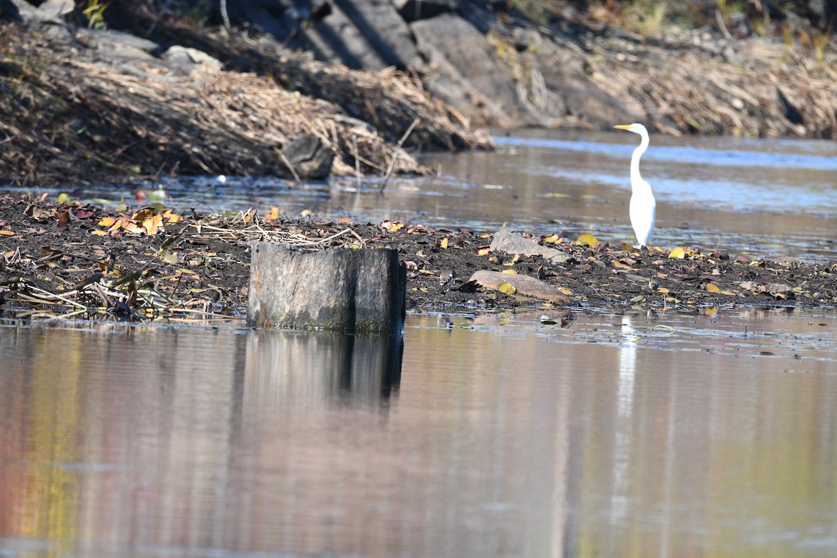 Killdeer - ML643994866