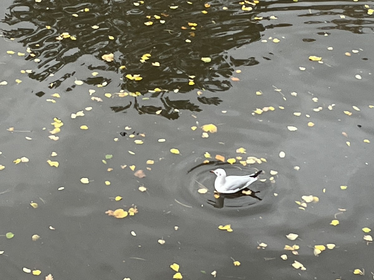 Black-headed Gull - ML643994868