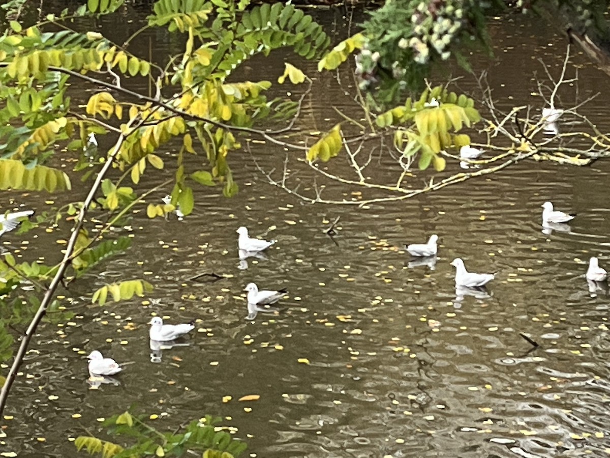 Black-headed Gull - ML643994869