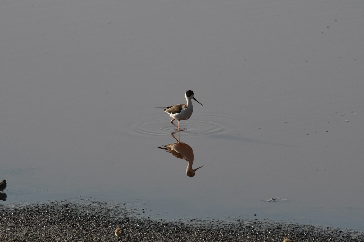 Black-necked Stilt - ML643994871