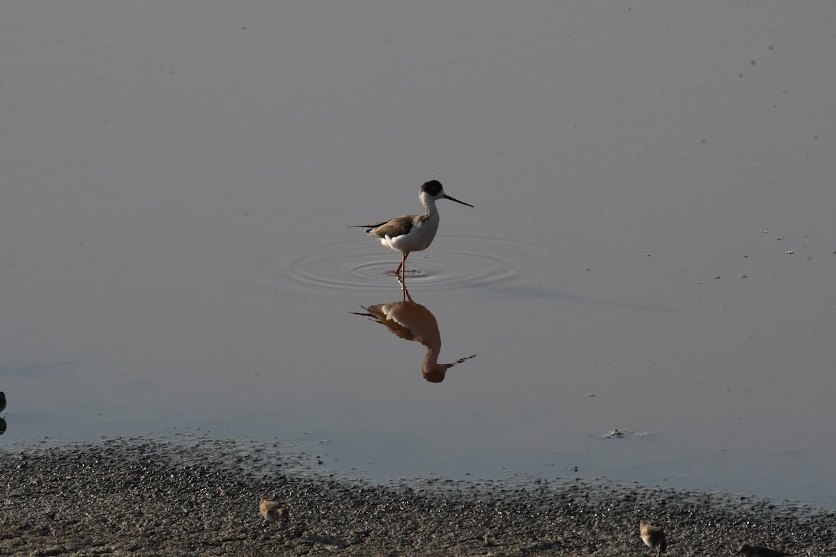 Black-necked Stilt - ML643994872