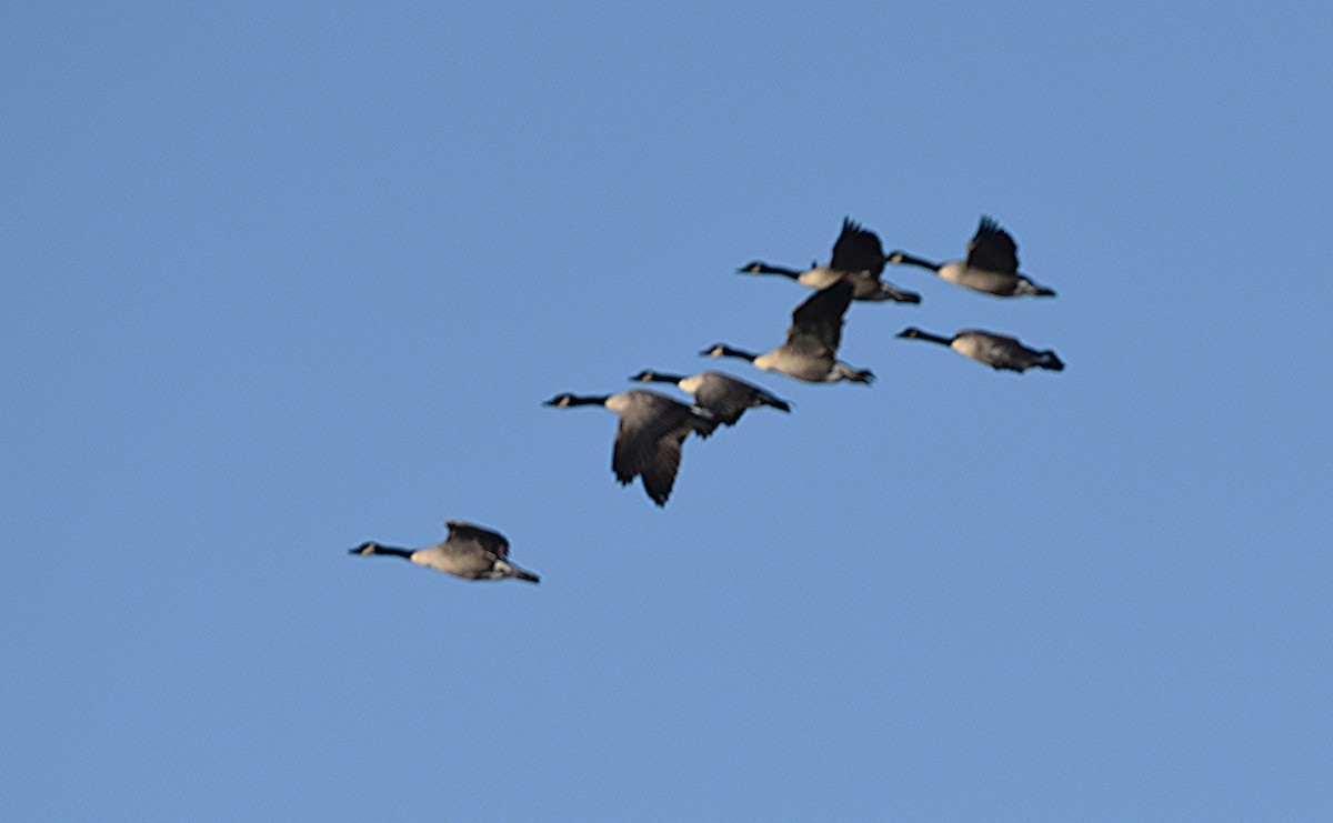 Canada Goose - ML643994874