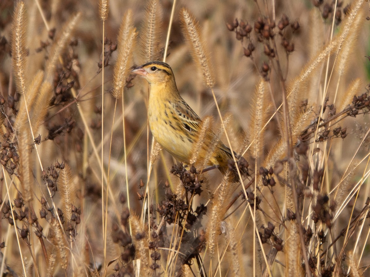 Bobolink - ML643994878