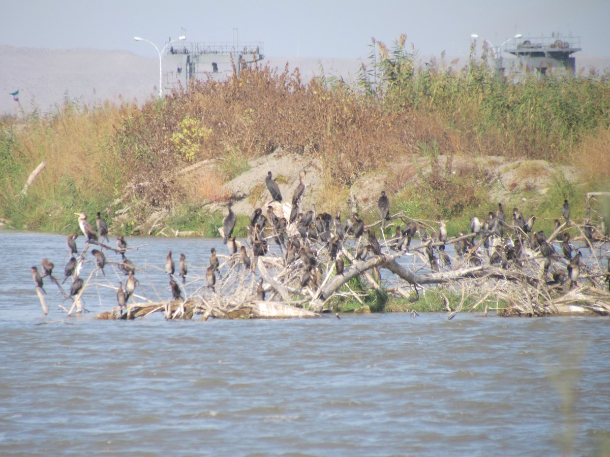 Pygmy Cormorant - ML643994879
